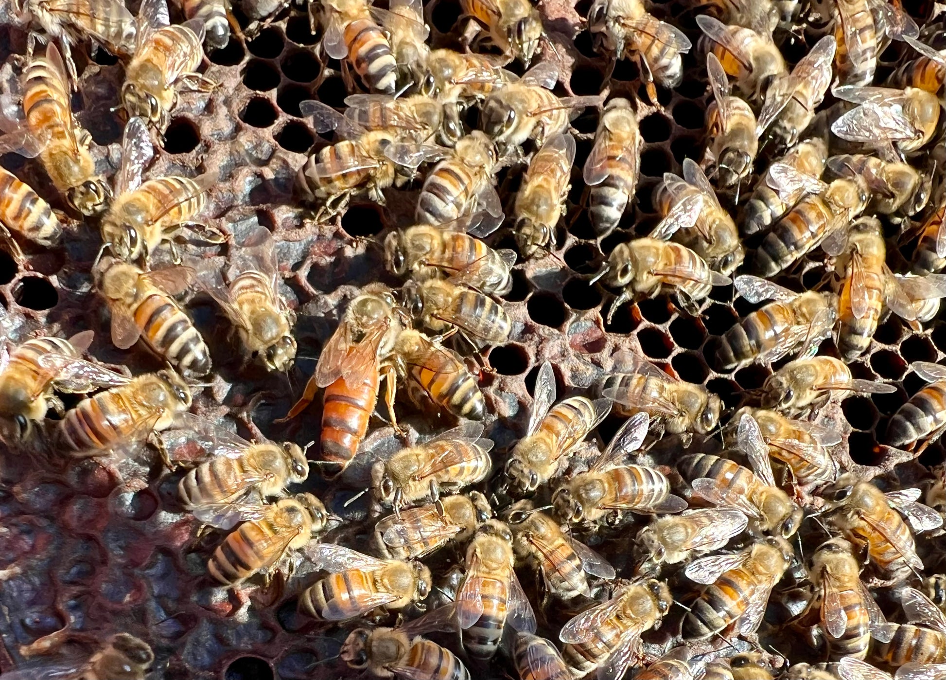 Weaver Buckfast Queens for Shipping | Honey Bees | R.Weaver Apiaries