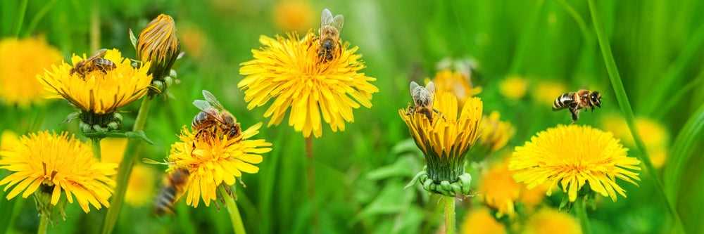 Bees on yellow flowers