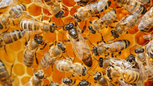 Weaver Honey Star Queens (aka Weaver Buckfast) for Farm Pick Up in Spring 2026